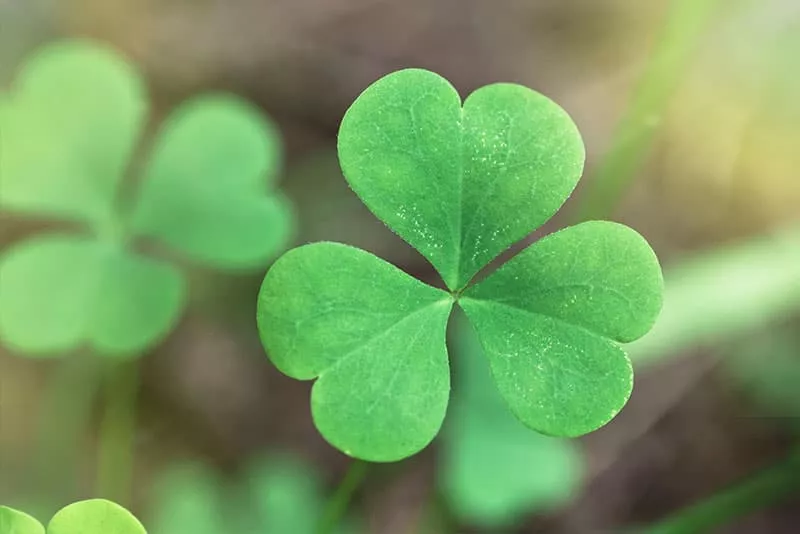 St. Patrick’s Day Fun Facts from Orthopedic Associates St. Patrick’s Day Fun Facts from Orthopedic Associates